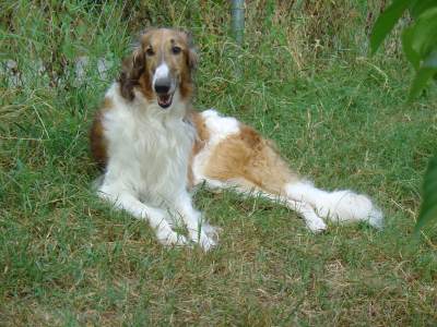 23.Juli2006: Harry (Balko), 5.5 Jahre alt.