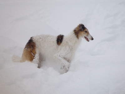 Aglaya von Dolinskaja (8 Jahre)