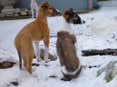 Crassny (links), Czerkay (rechts) (10 Wochen)