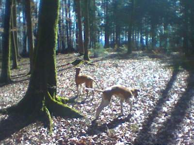 Coljuschka (im Vordergrund) und Crassny